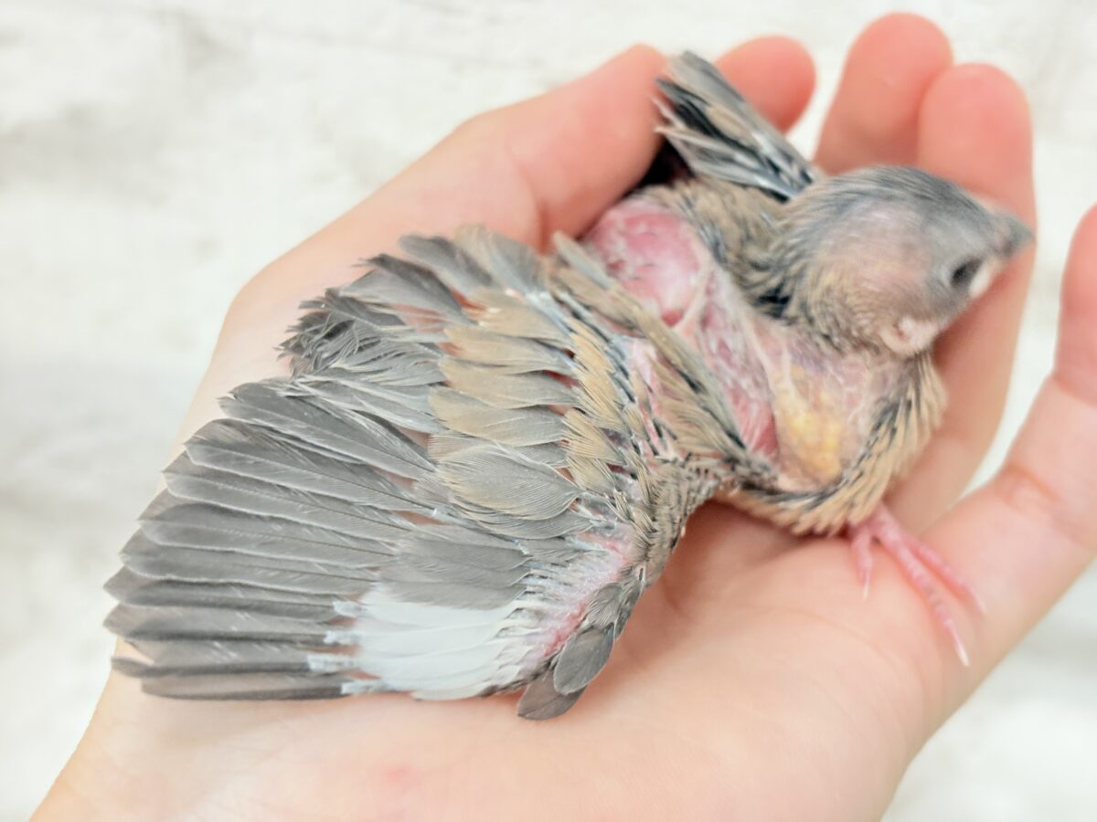 桜文鳥