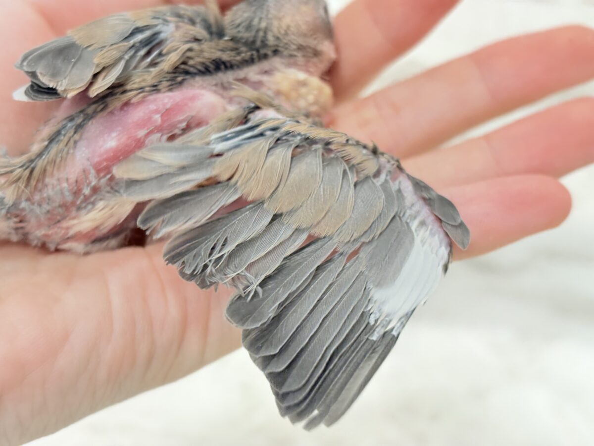 桜文鳥