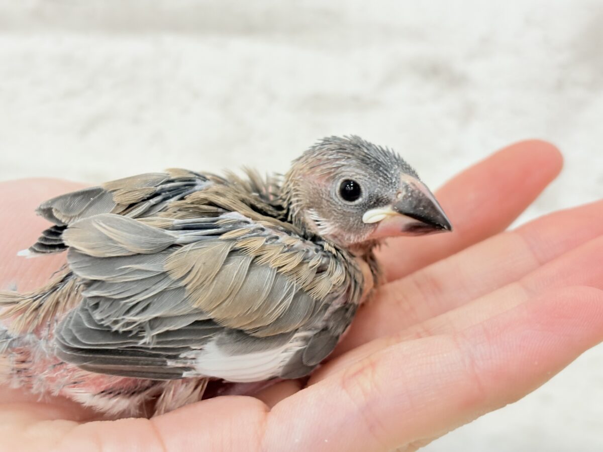 桜文鳥