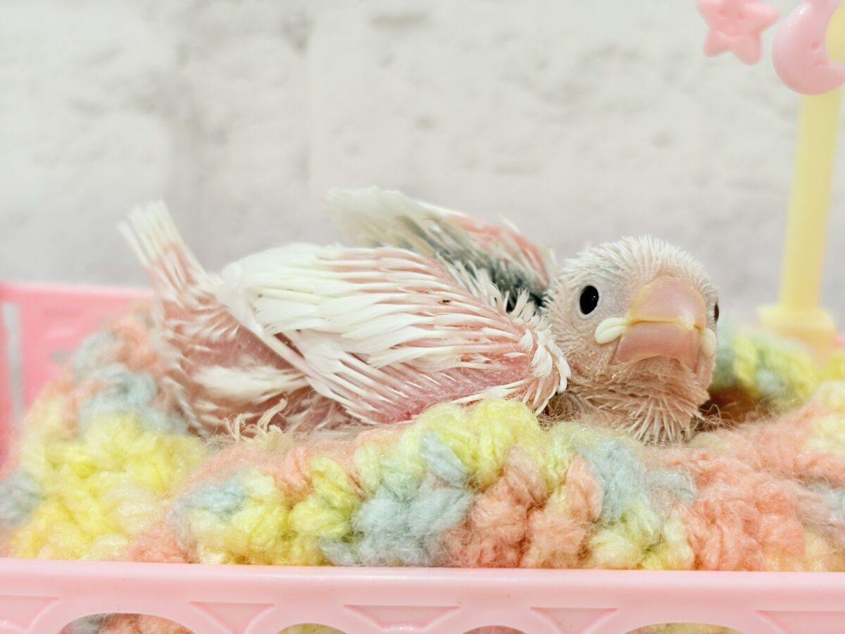 白文鳥