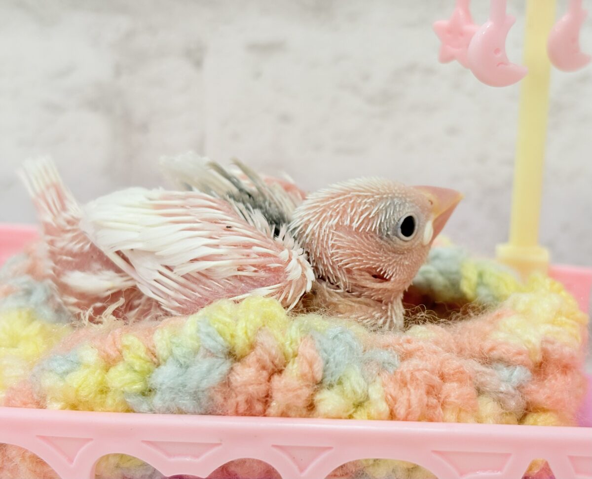 白文鳥