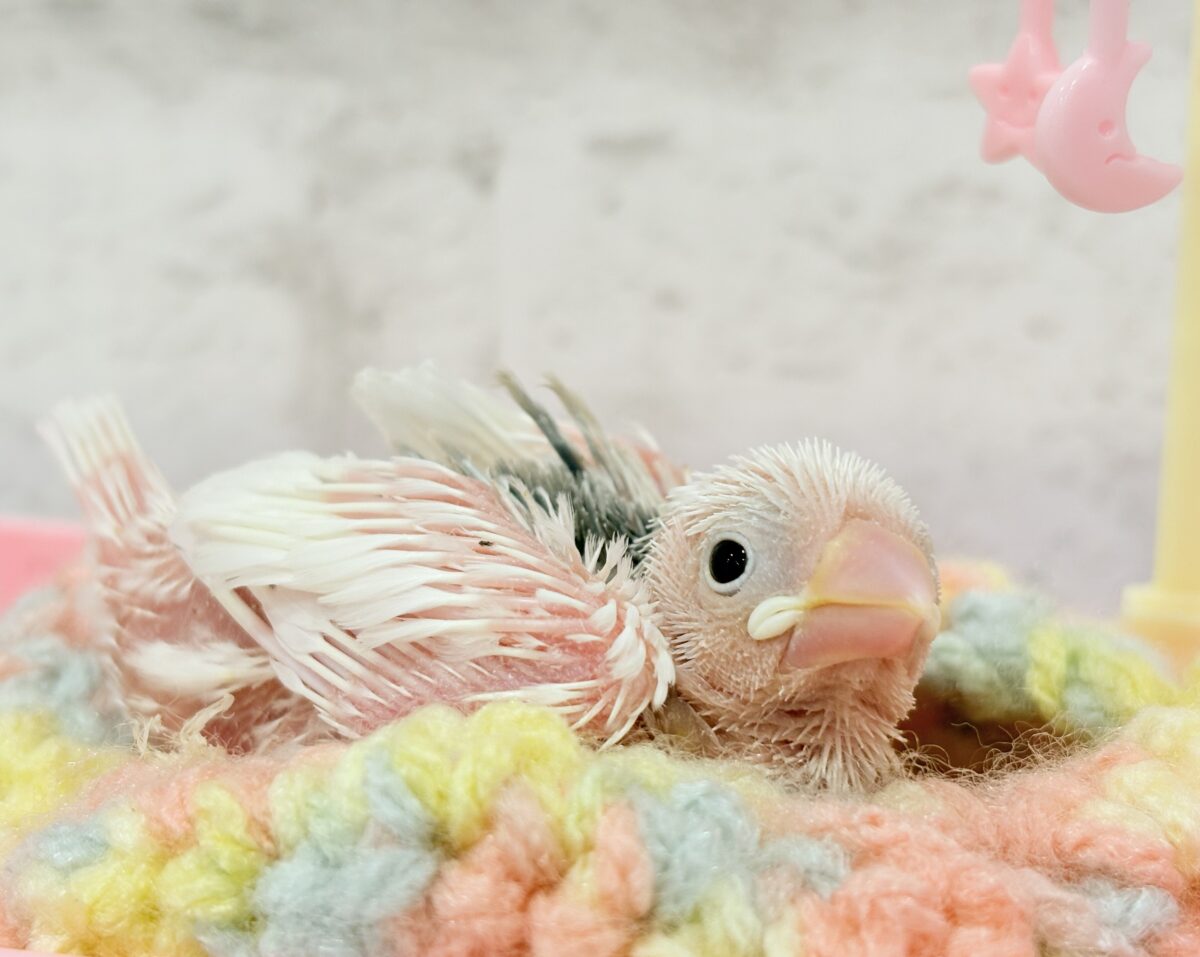 白文鳥
