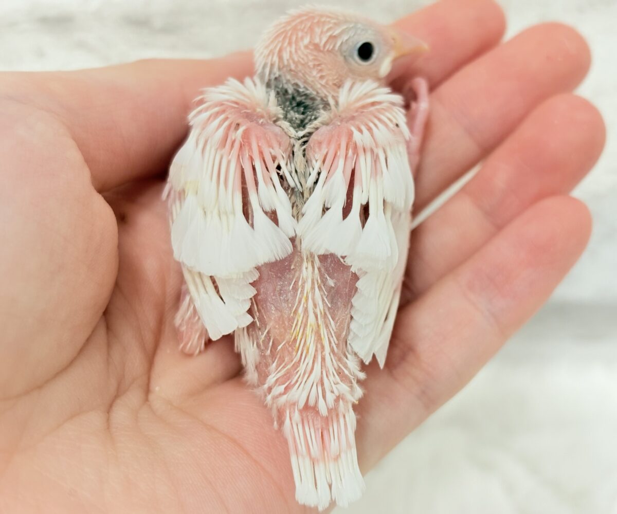 白文鳥