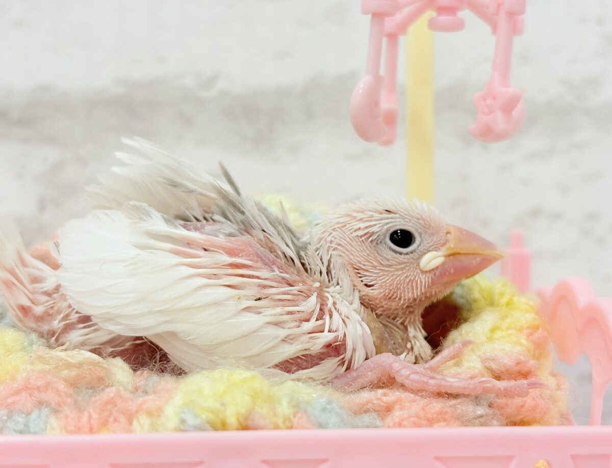 白文鳥