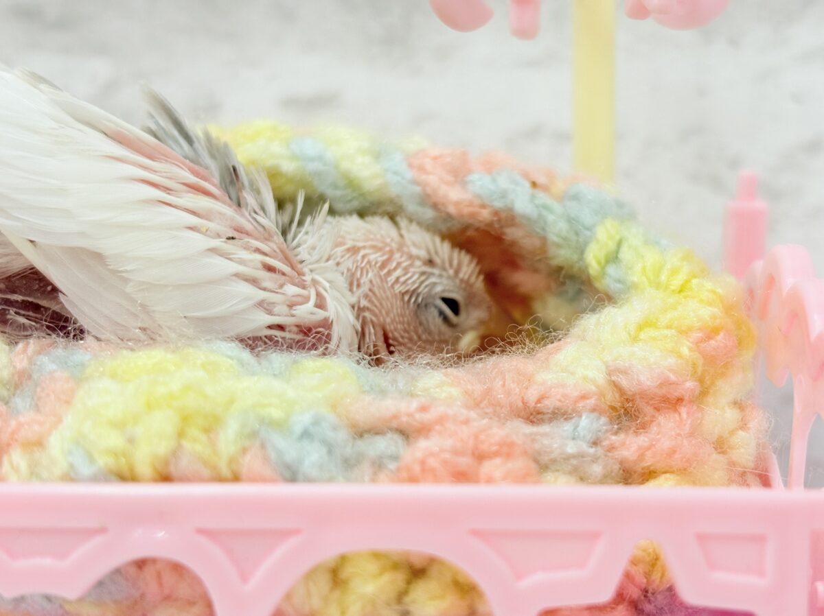 白文鳥