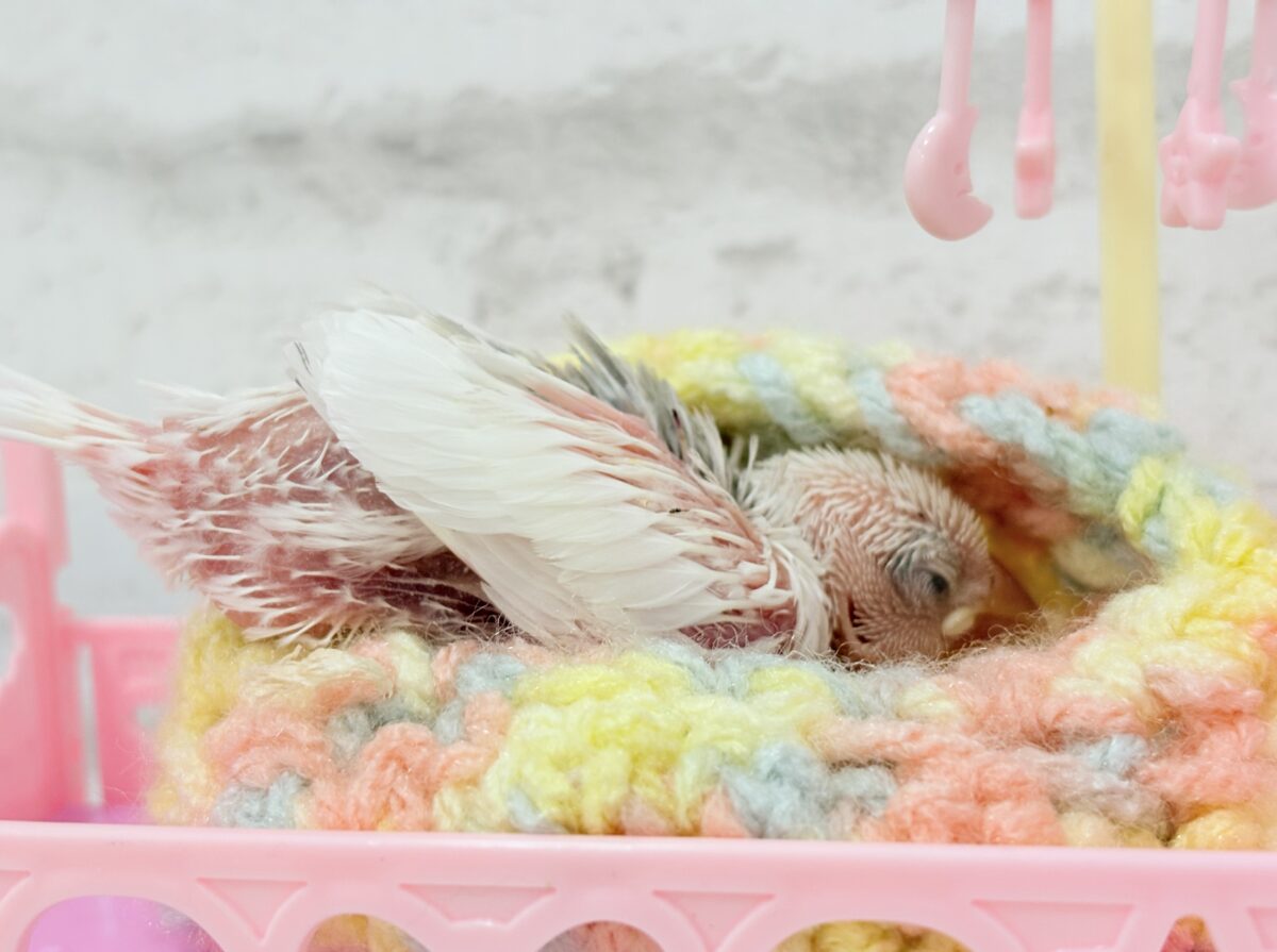 白文鳥