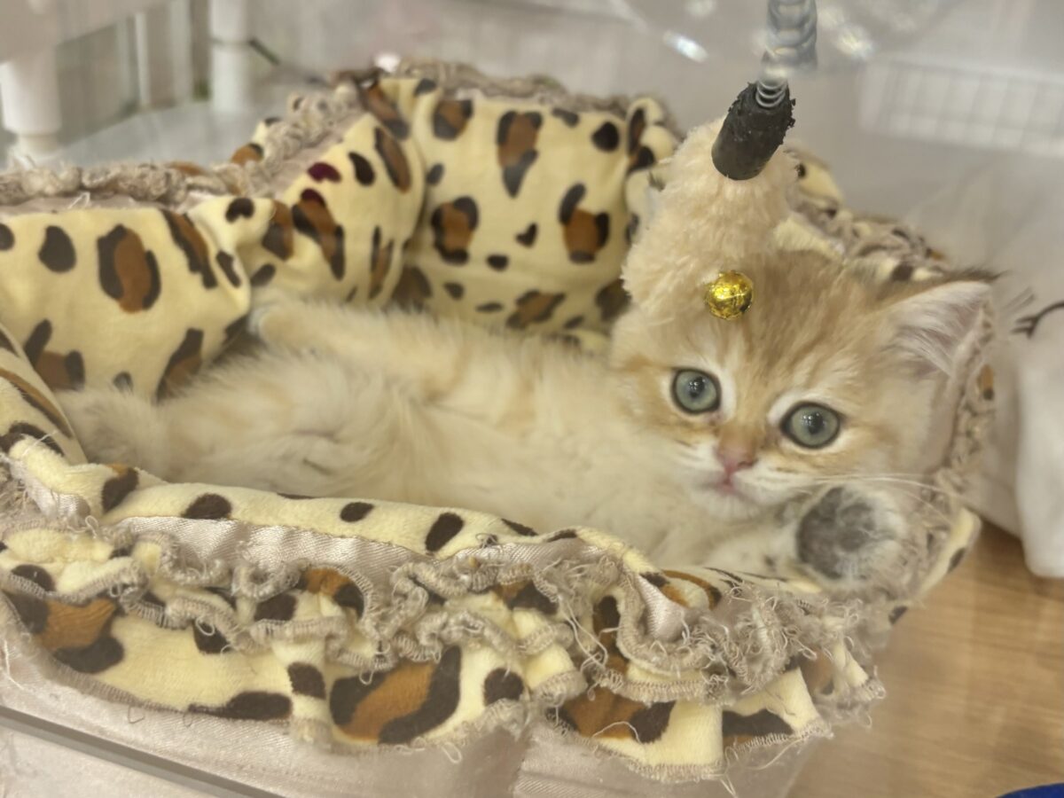 ブリティッシュショートヘア