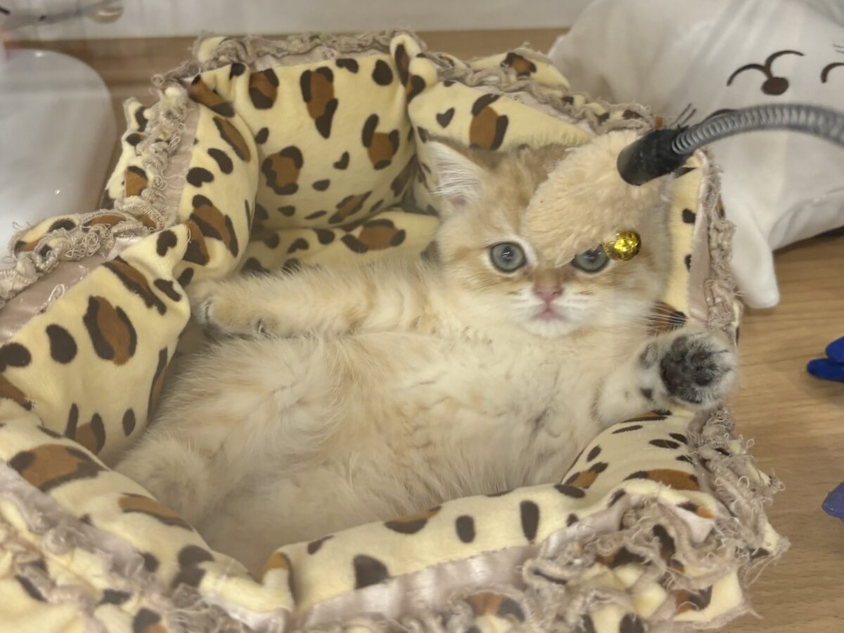 ブリティッシュショートヘア