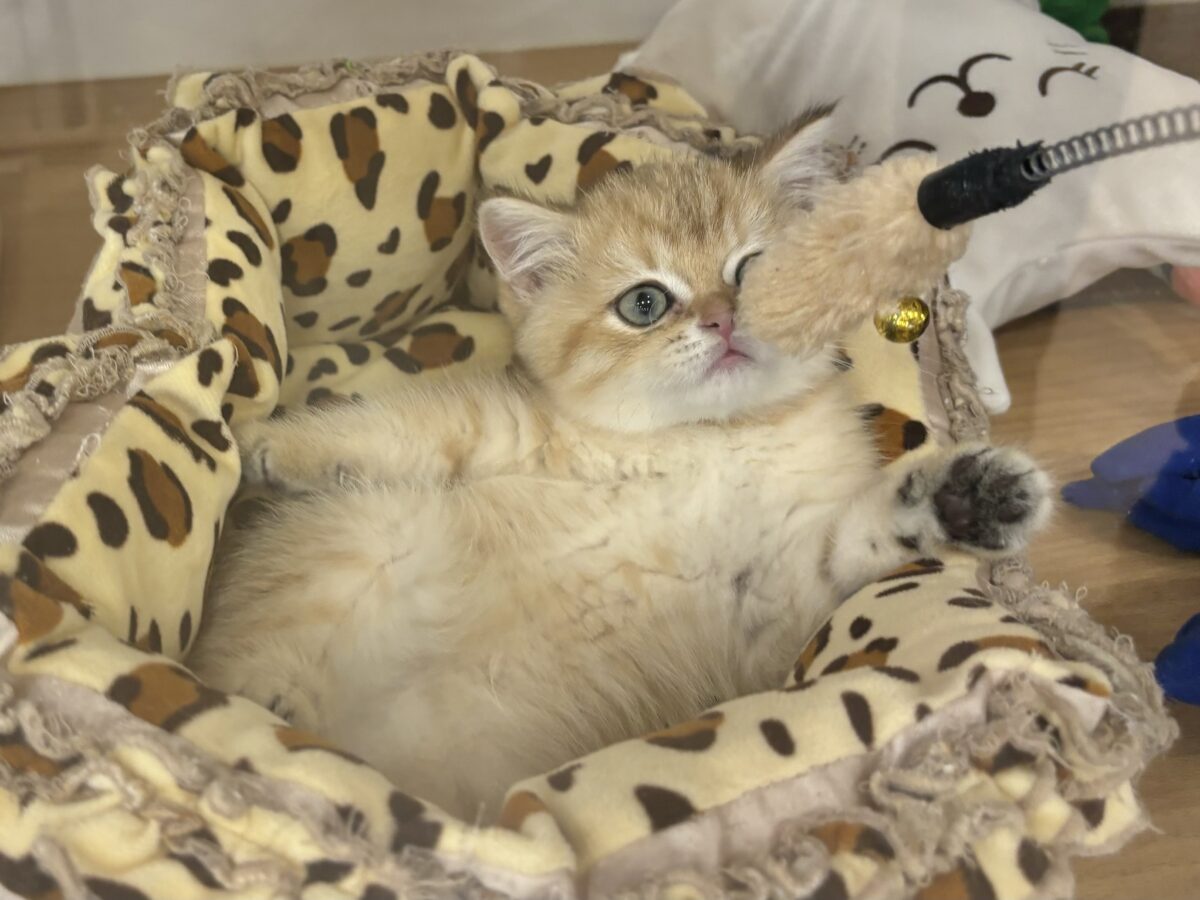 ブリティッシュショートヘア