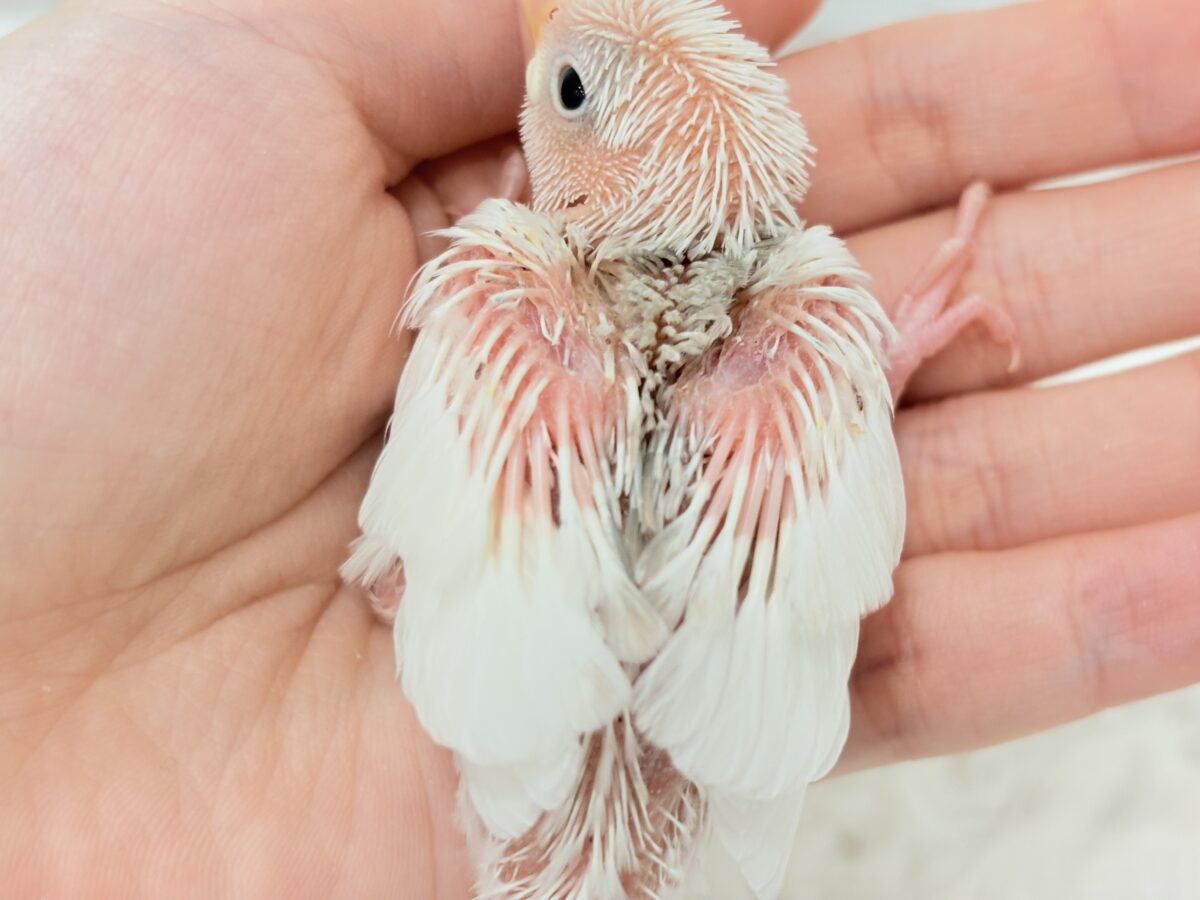 白文鳥