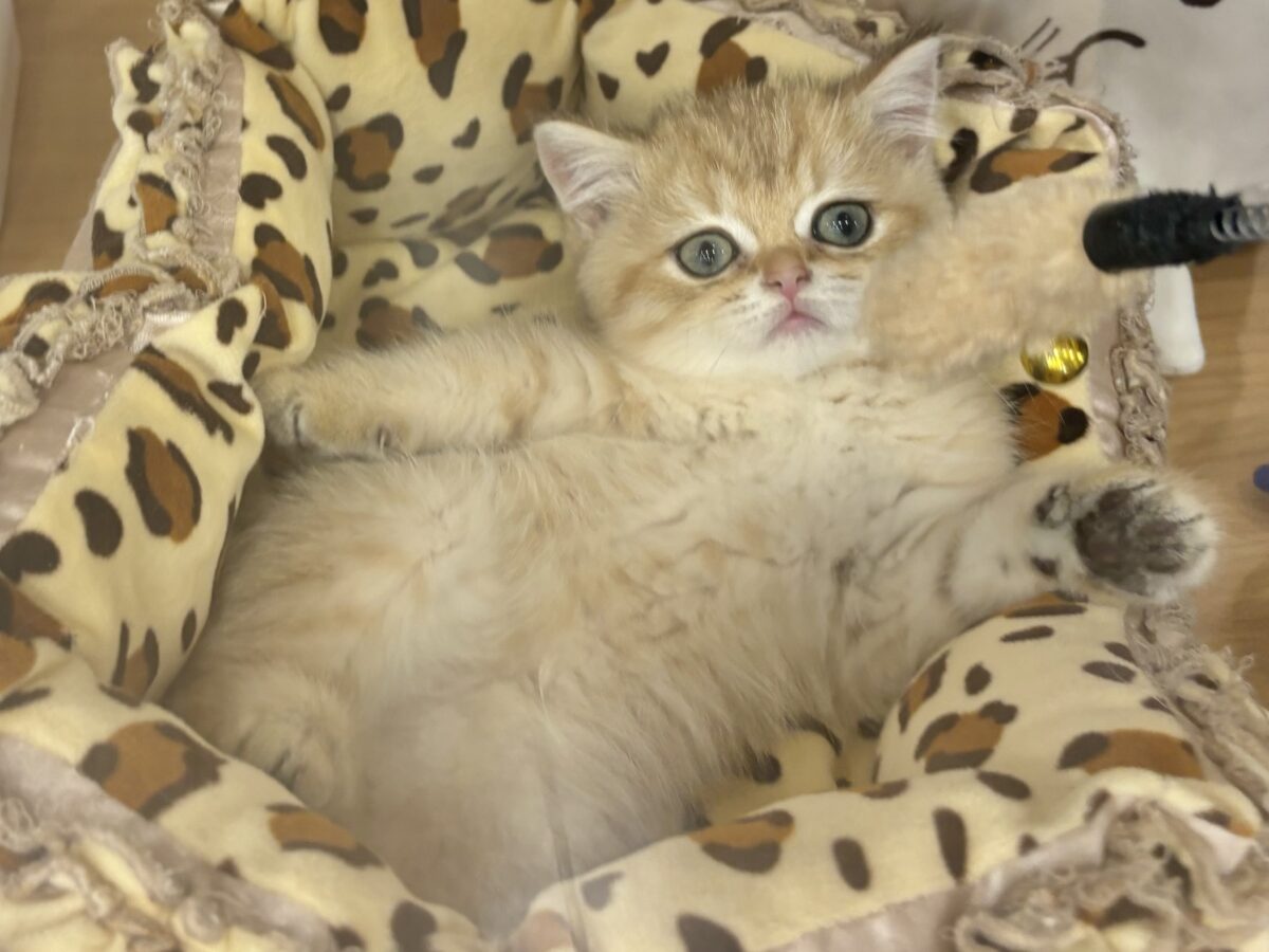 ブリティッシュショートヘア
