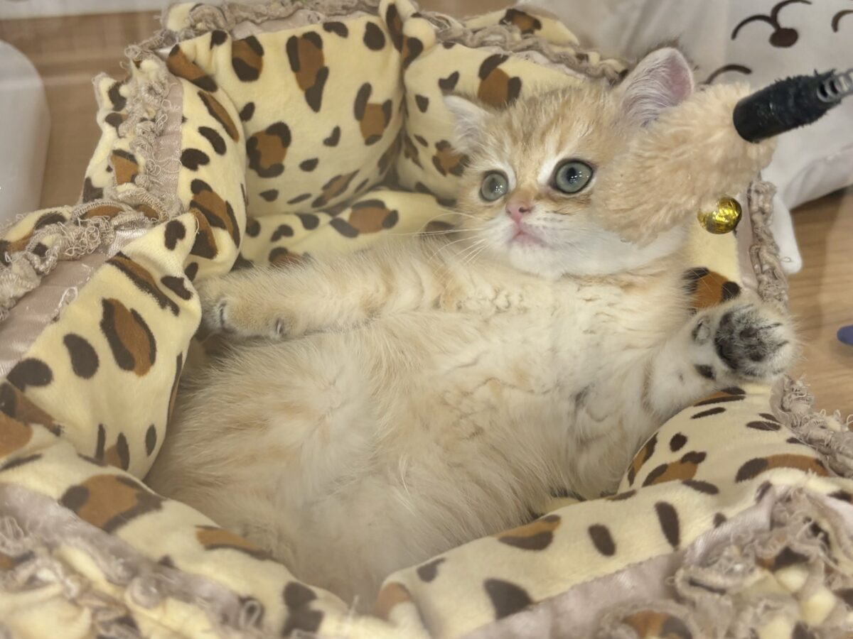 ブリティッシュショートヘア