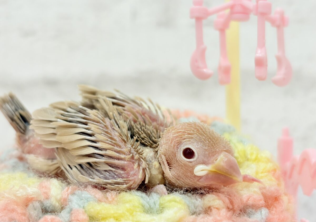 シナモン文鳥