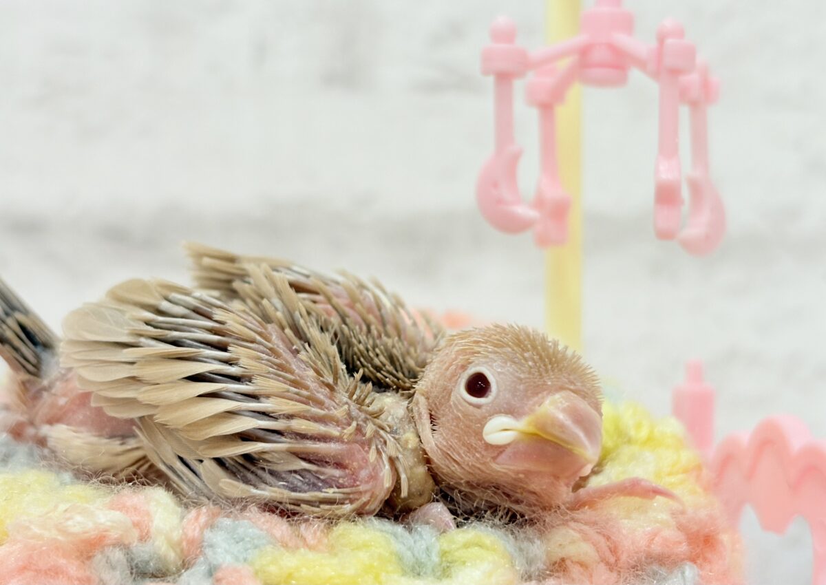 シナモン文鳥