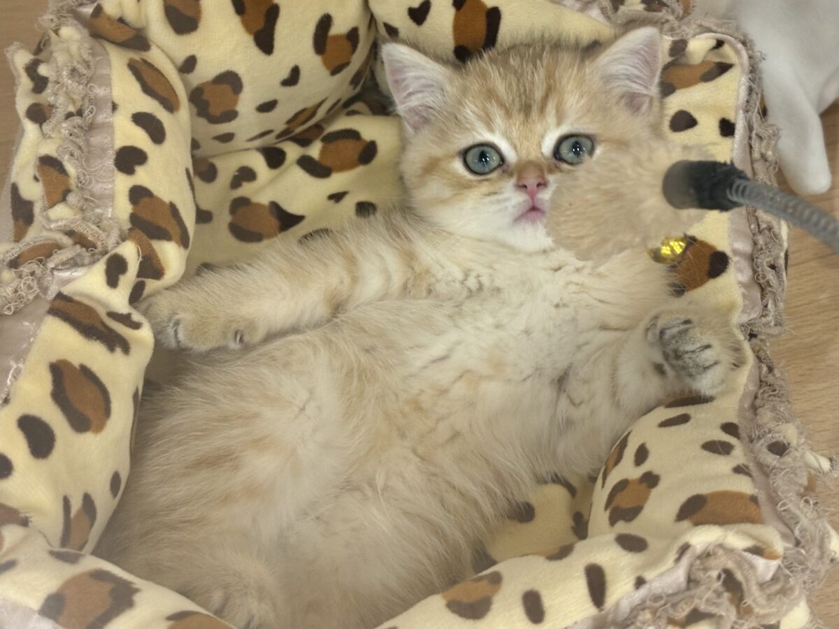 ブリティッシュショートヘア