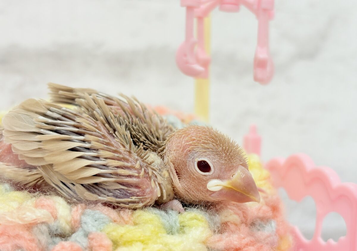 シナモン文鳥