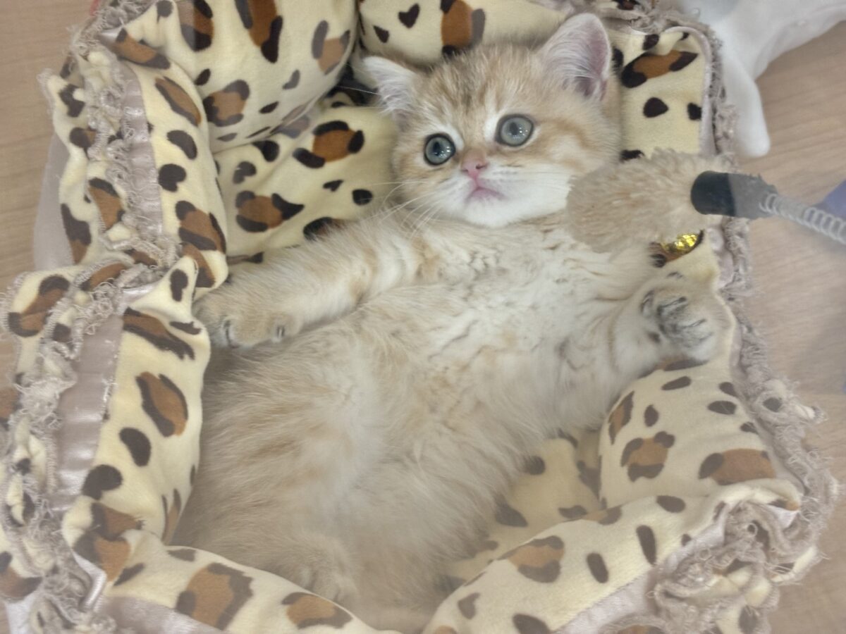 ブリティッシュショートヘア