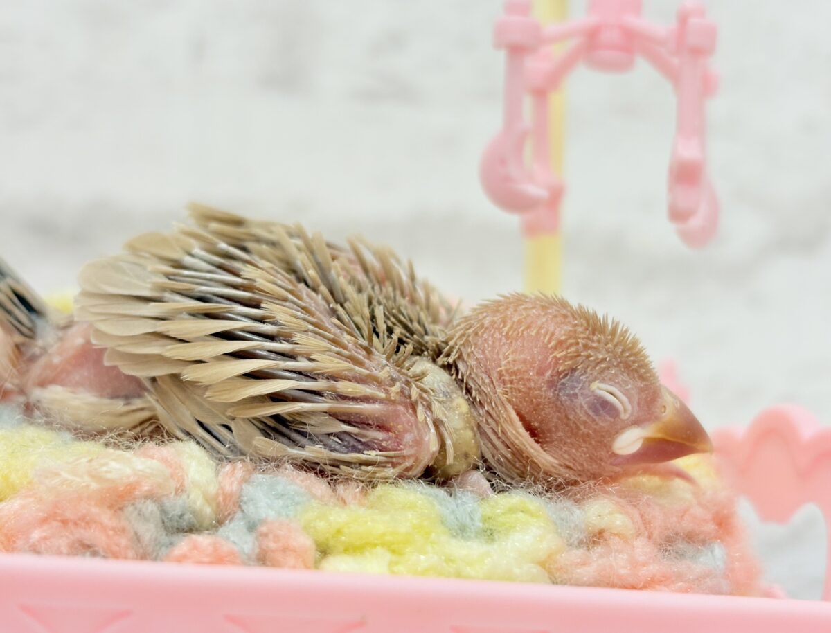 シナモン文鳥