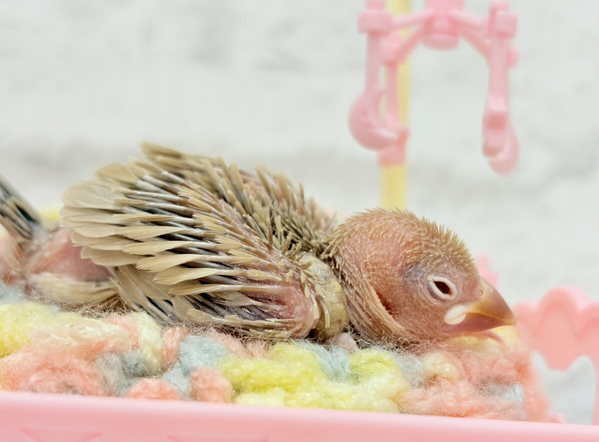 シナモン文鳥