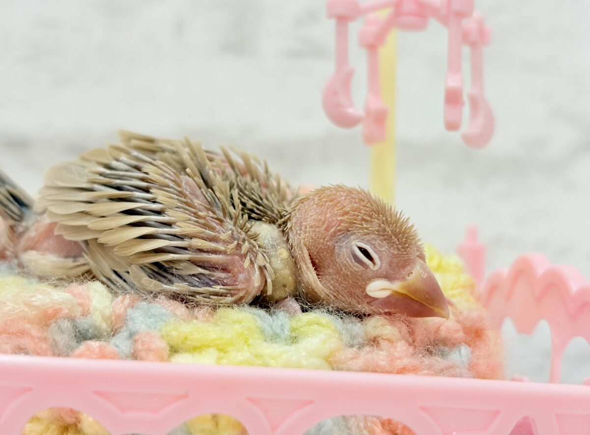 シナモン文鳥