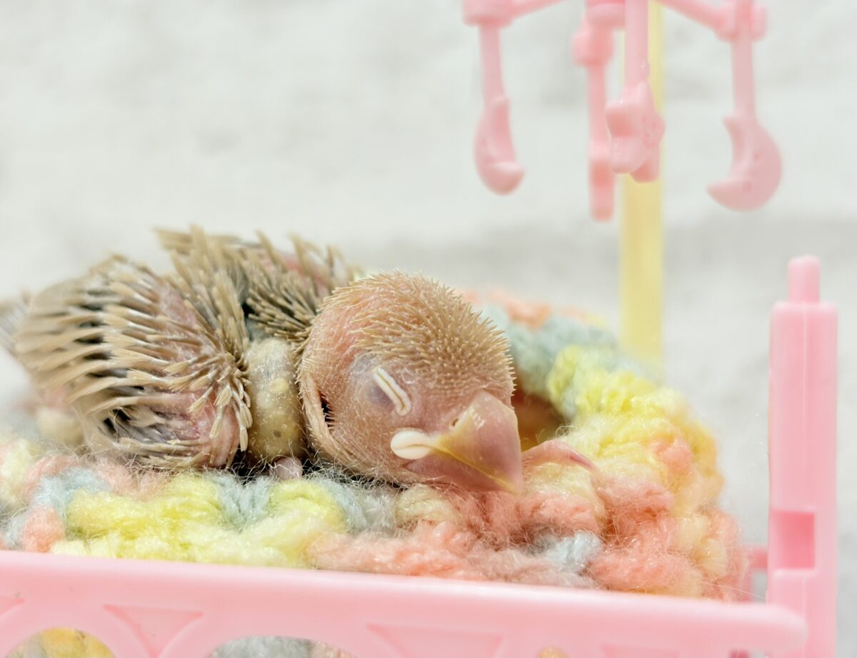 シナモン文鳥