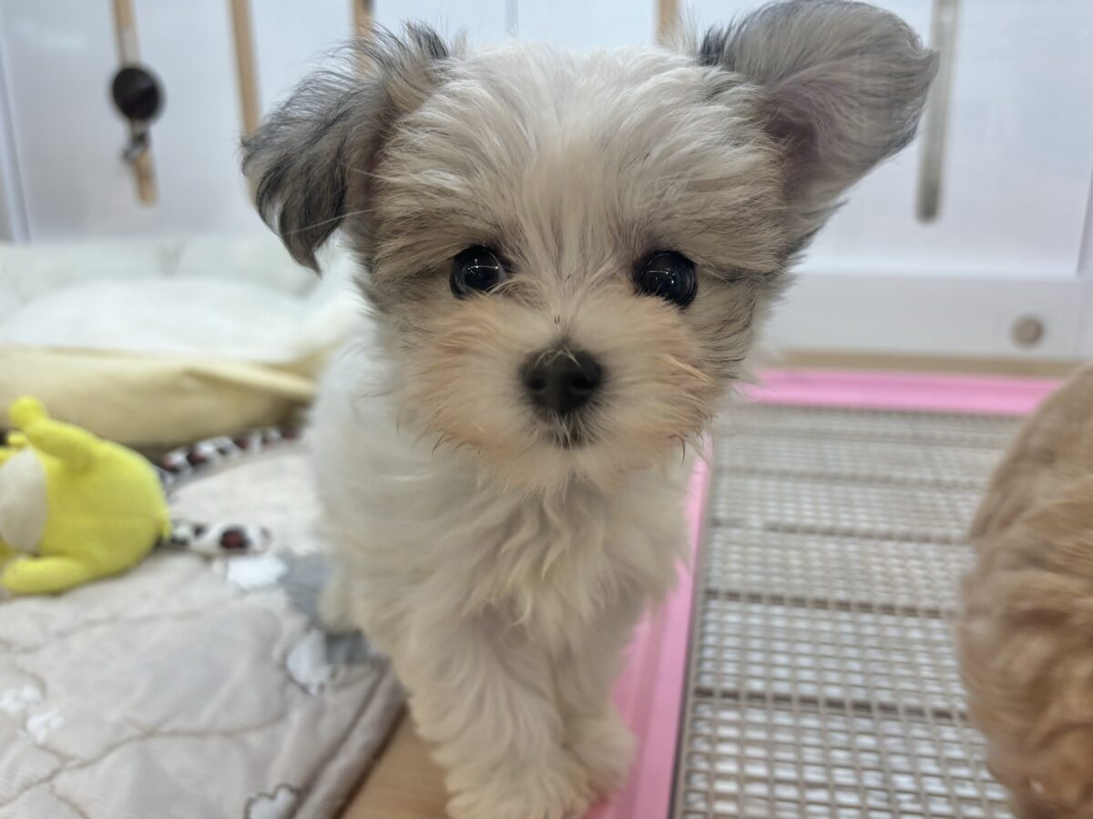 チワマル（マルチワ）