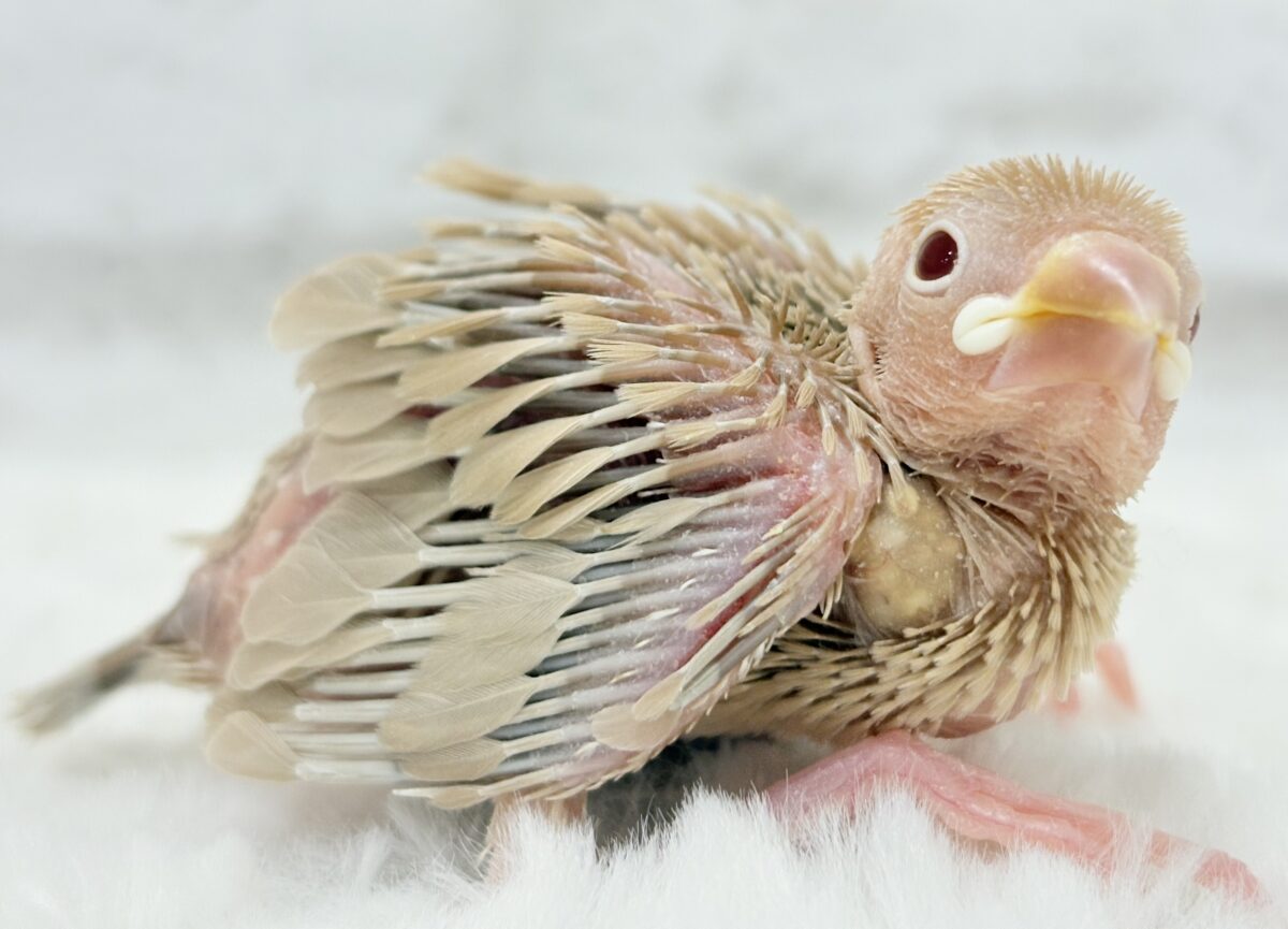 シナモン文鳥
