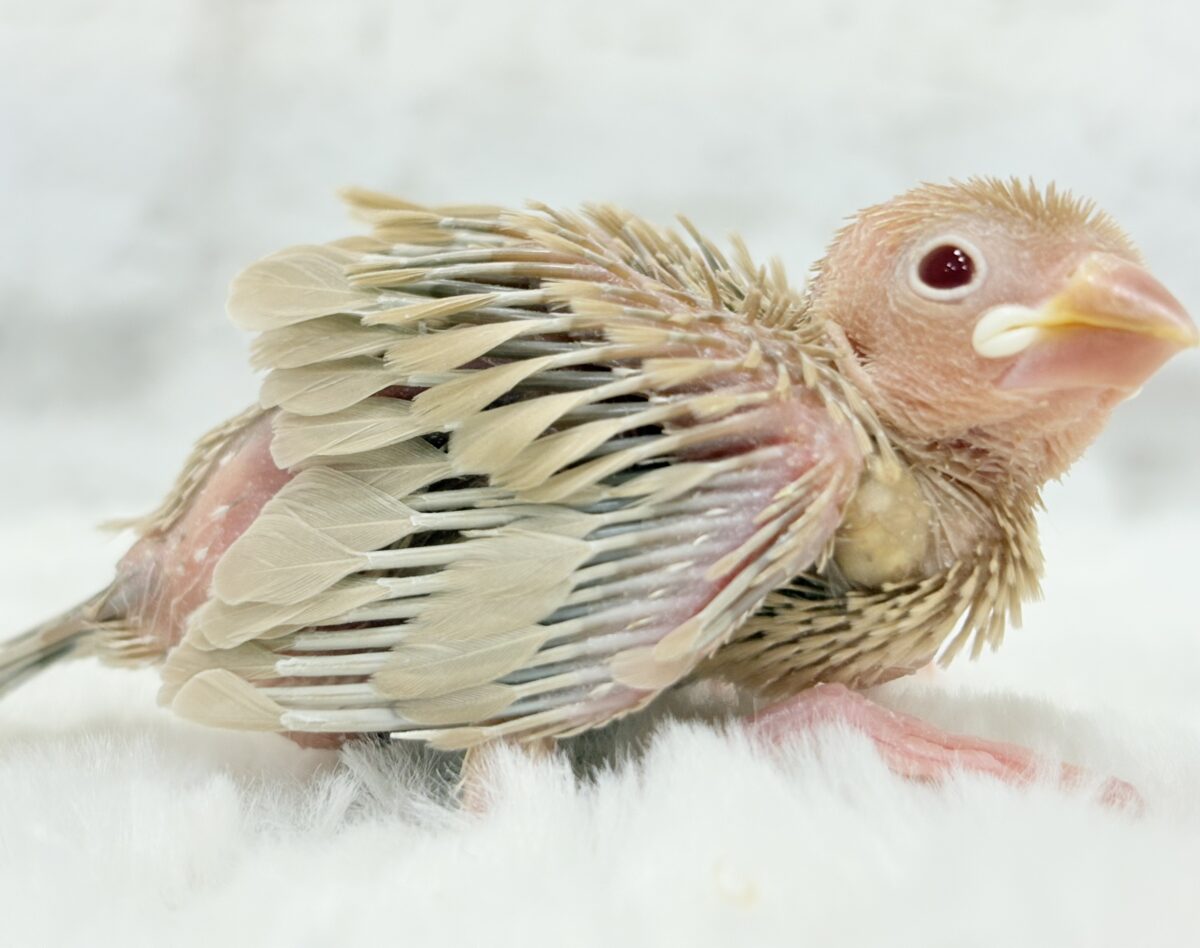 シナモン文鳥