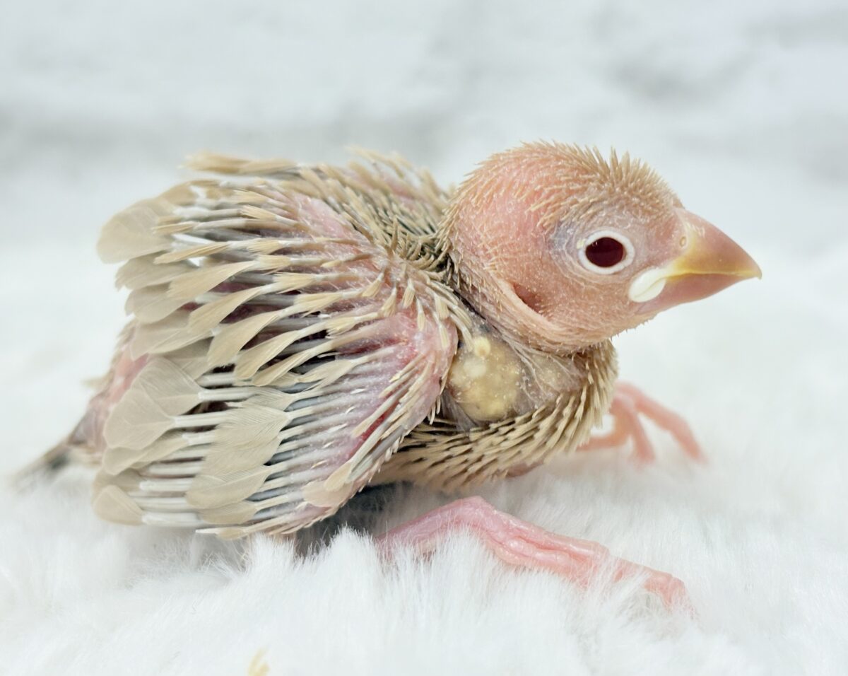シナモン文鳥