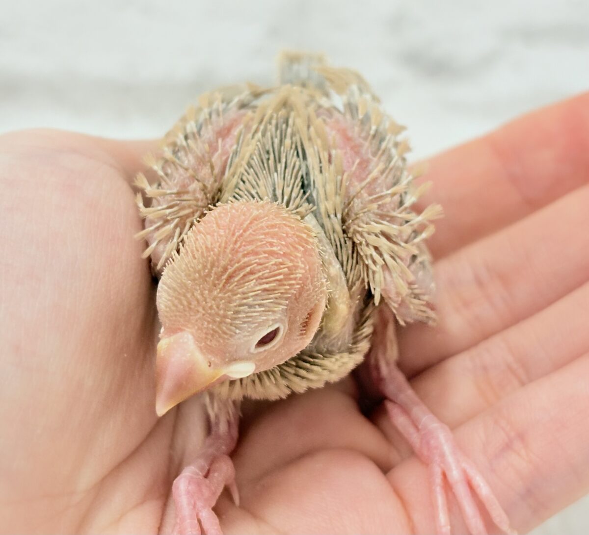 シナモン文鳥