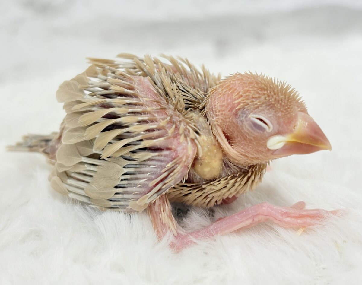 シナモン文鳥