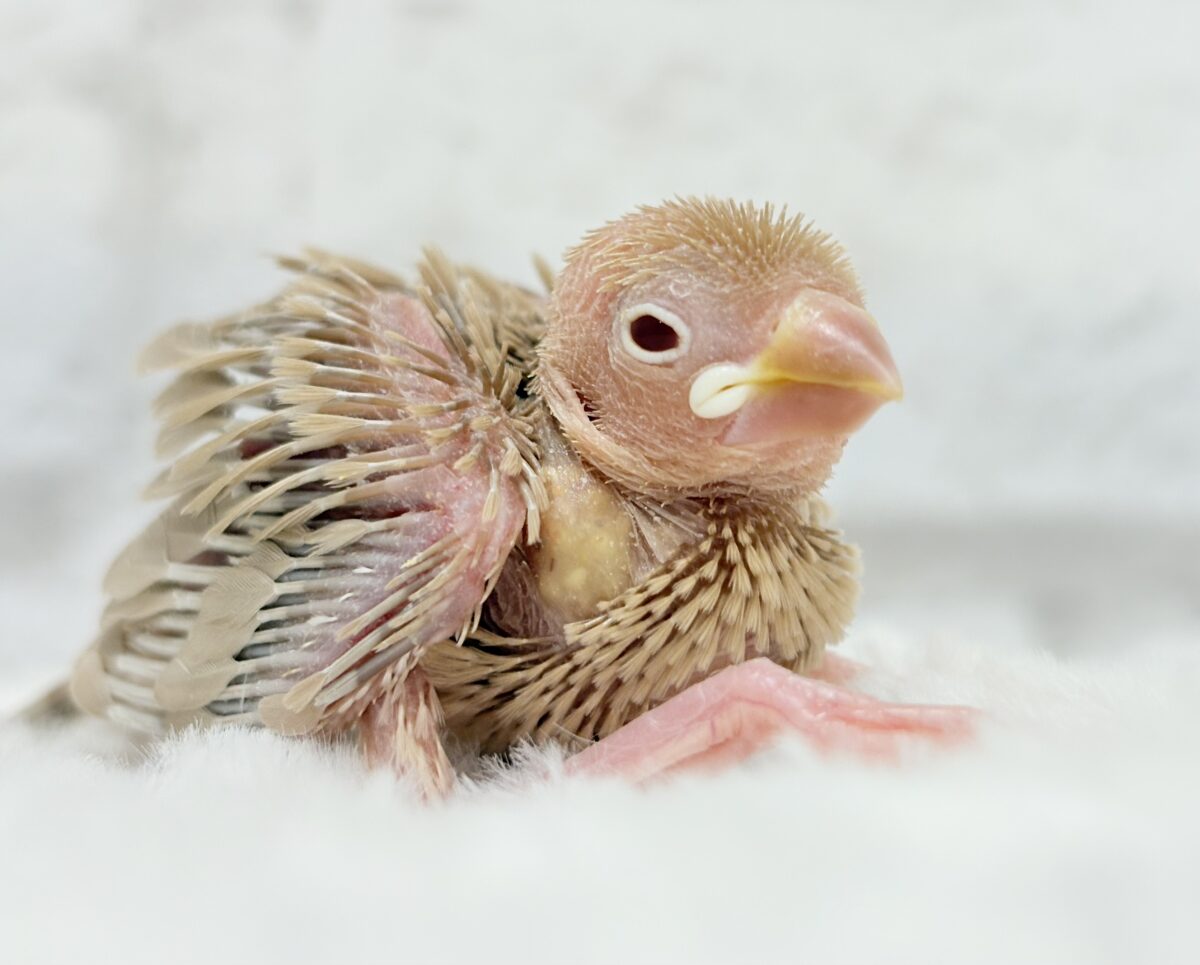 シナモン文鳥