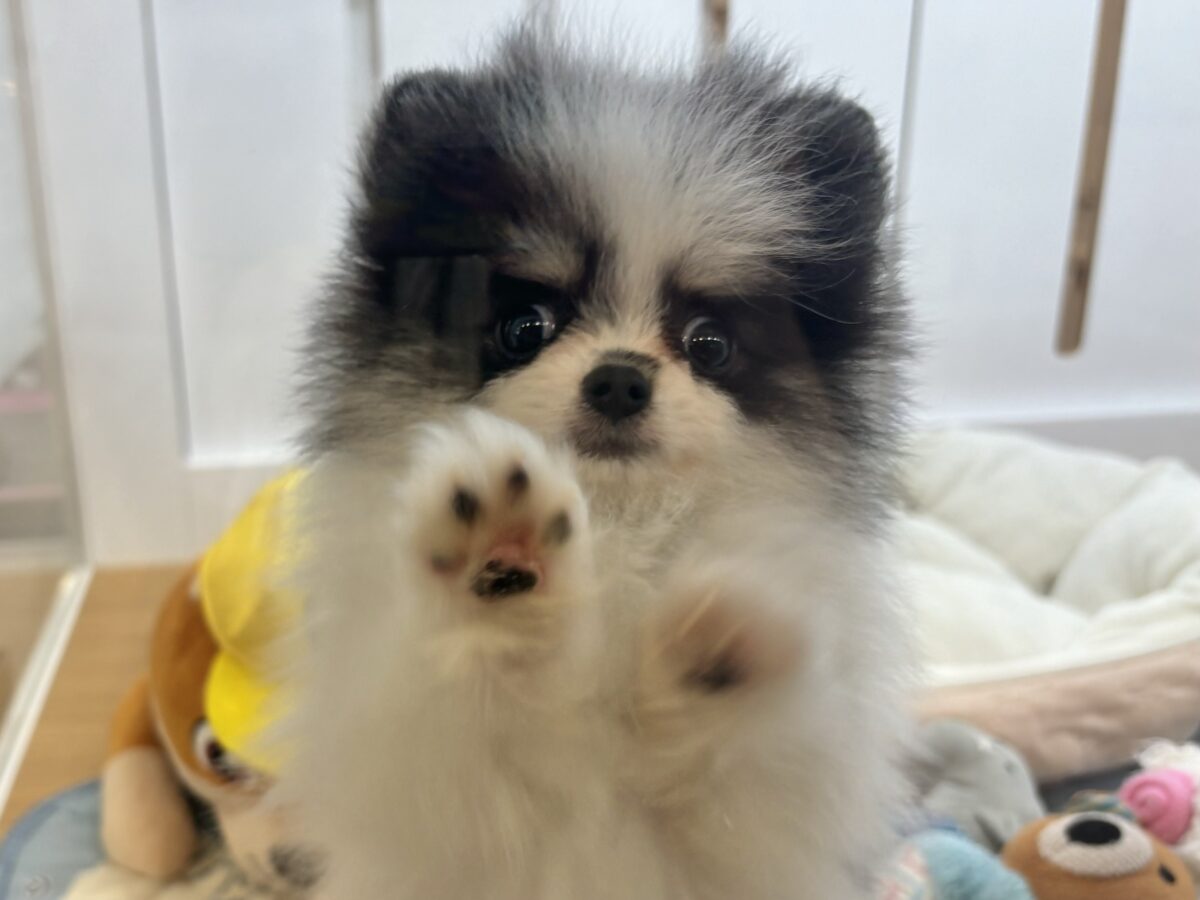 ポメラニアン