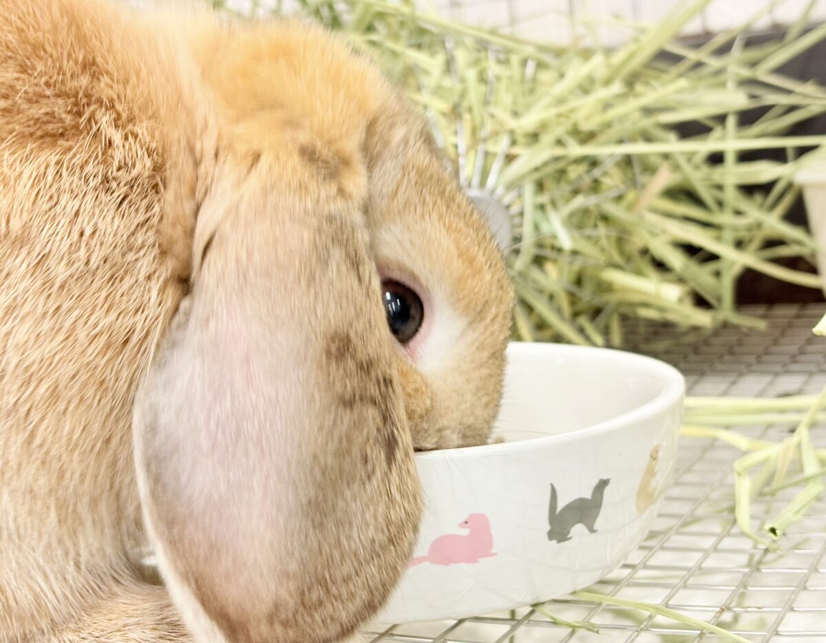 ホーランドロップ