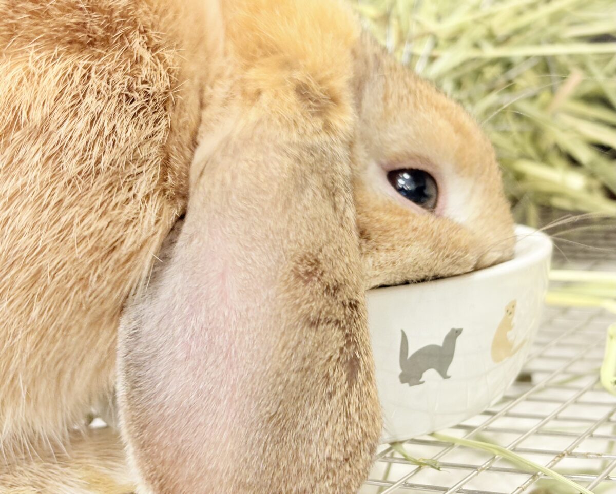 ホーランドロップ