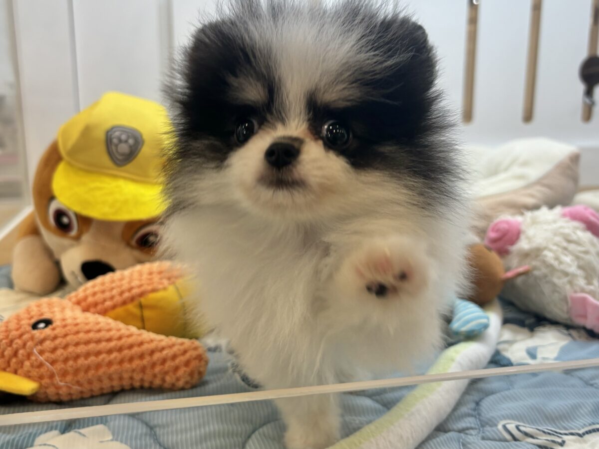 ポメラニアン