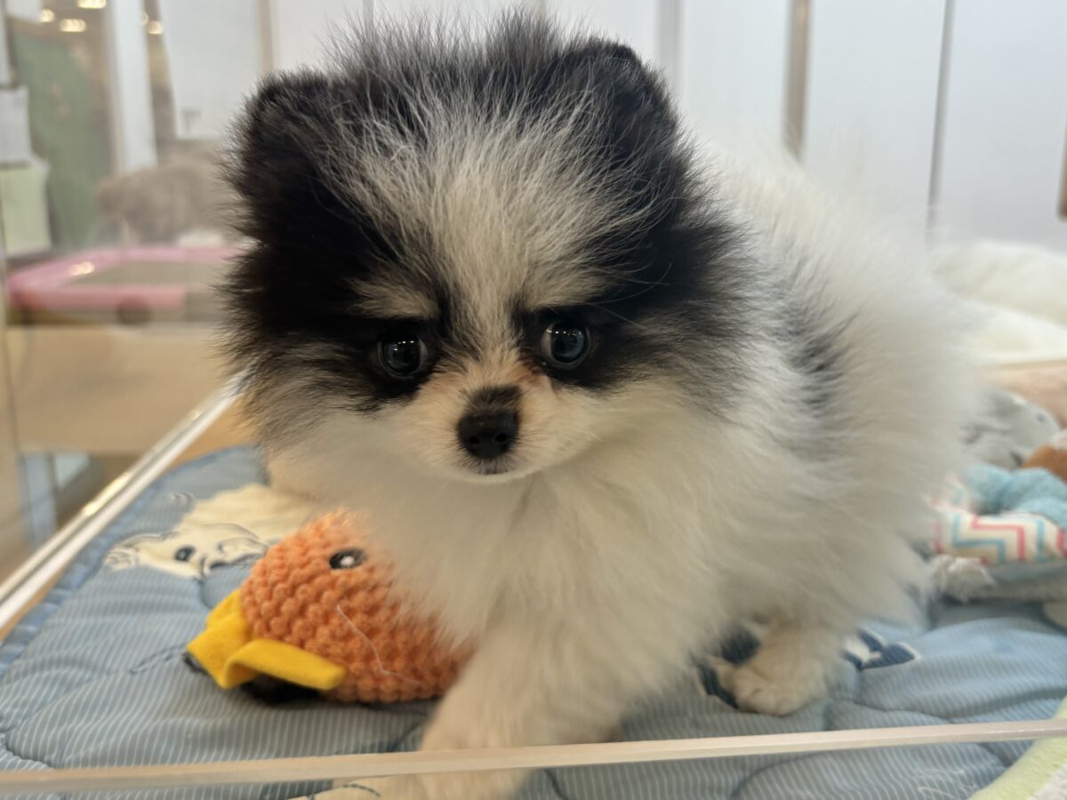 ポメラニアン