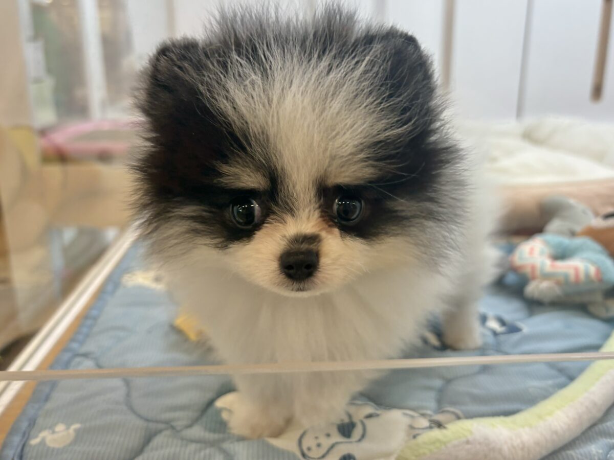 ポメラニアン