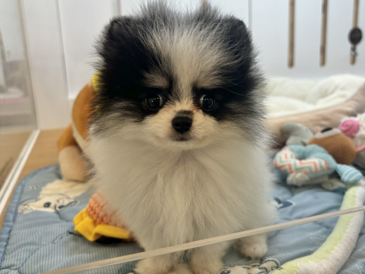 ポメラニアン