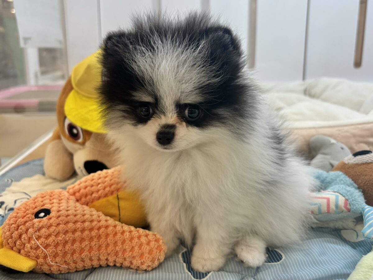 ポメラニアン