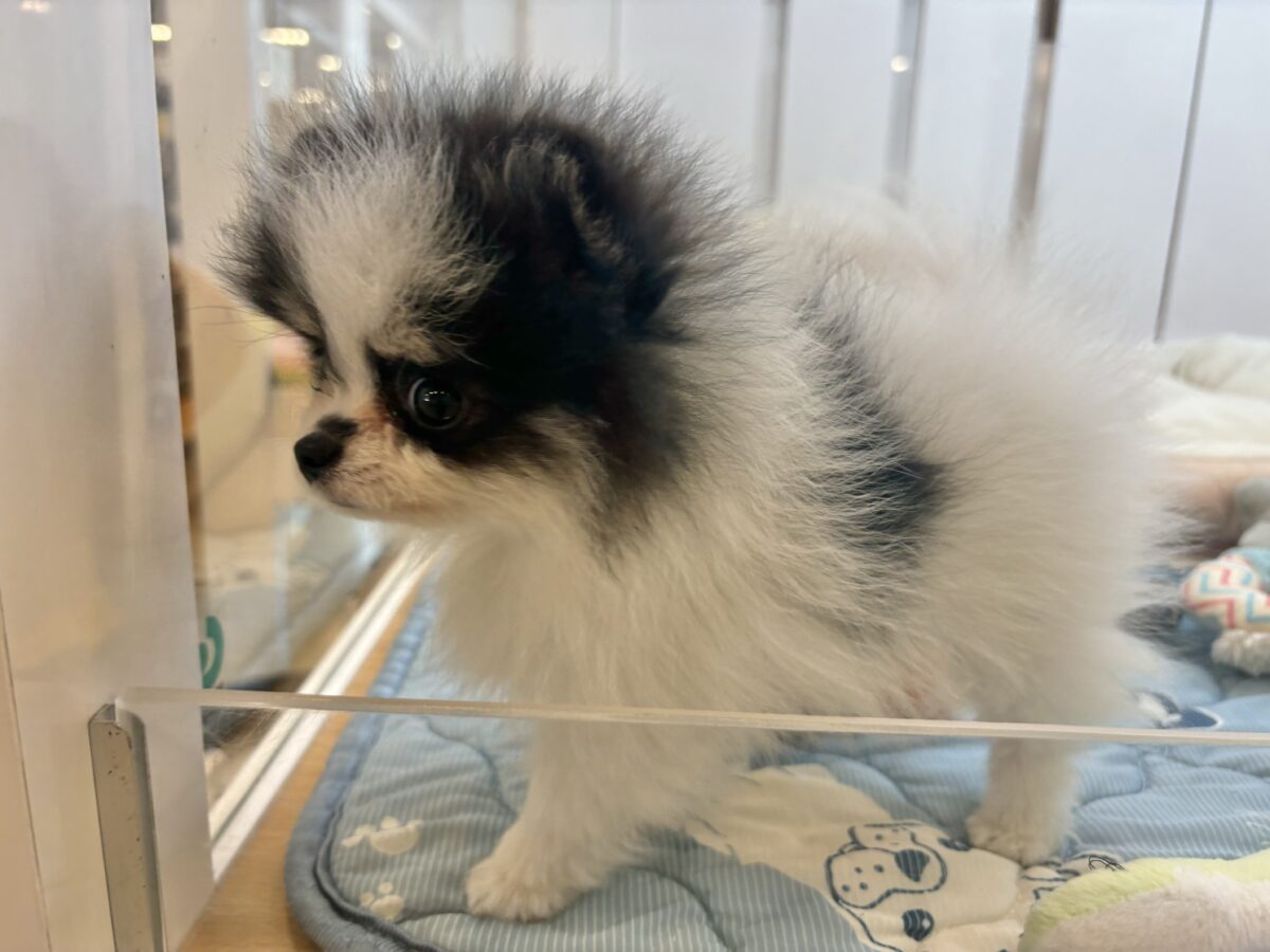 ポメラニアン