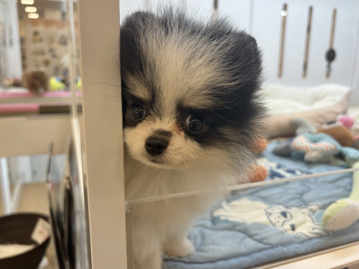 ポメラニアン