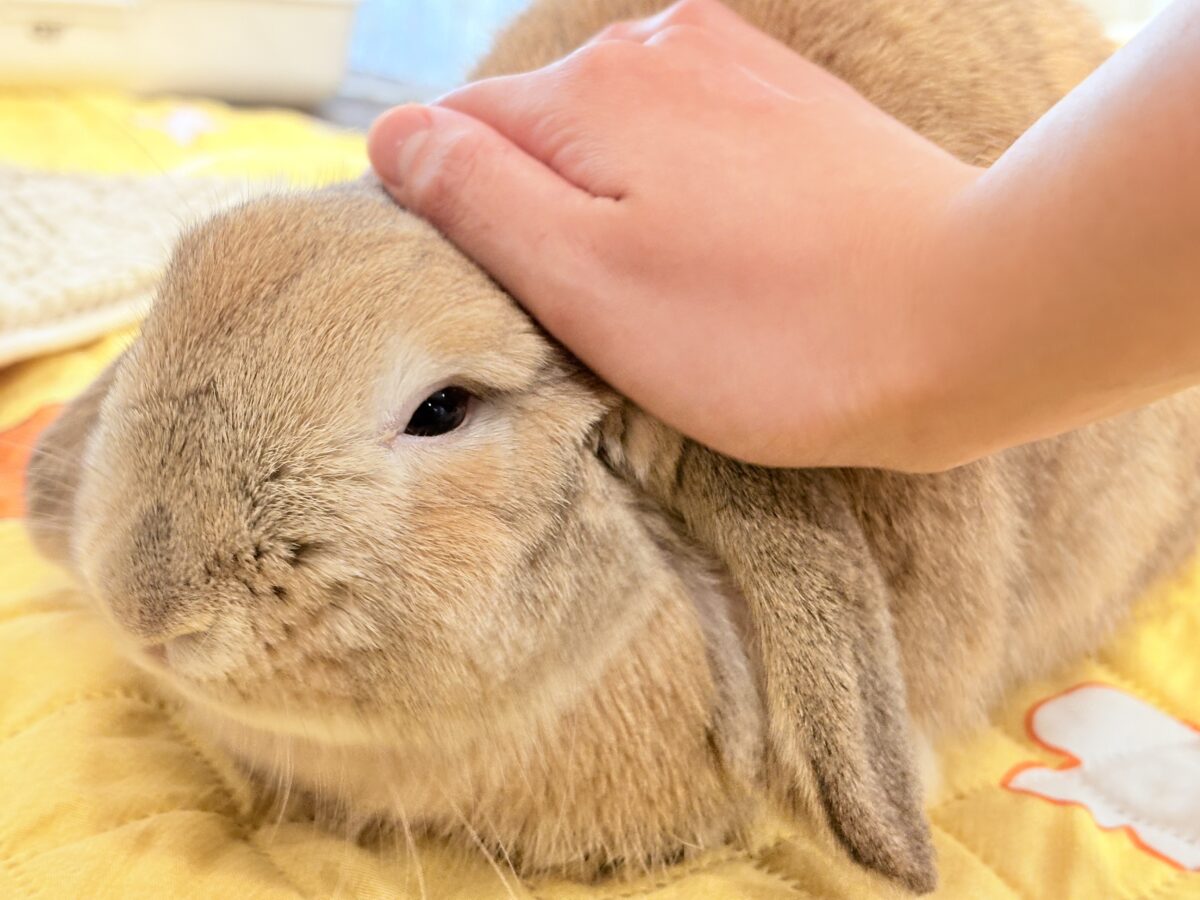 ホーランドロップ