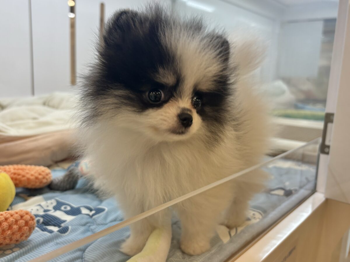 ポメラニアン