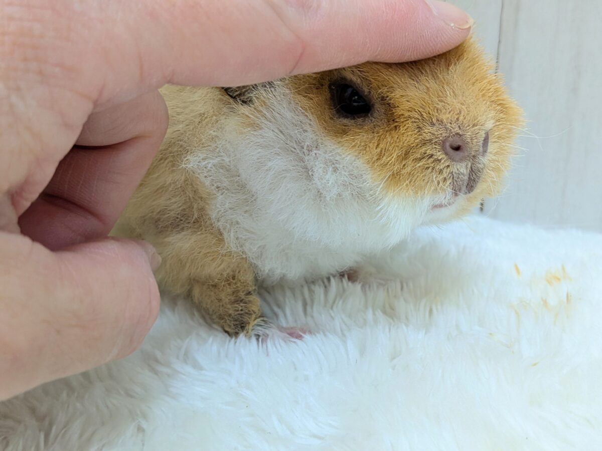 テディモルモット