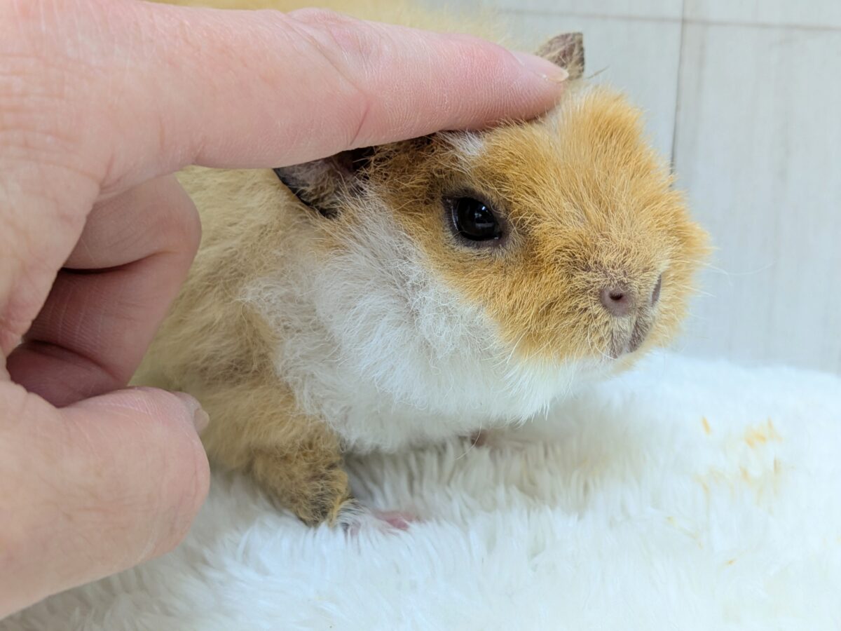 テディモルモット