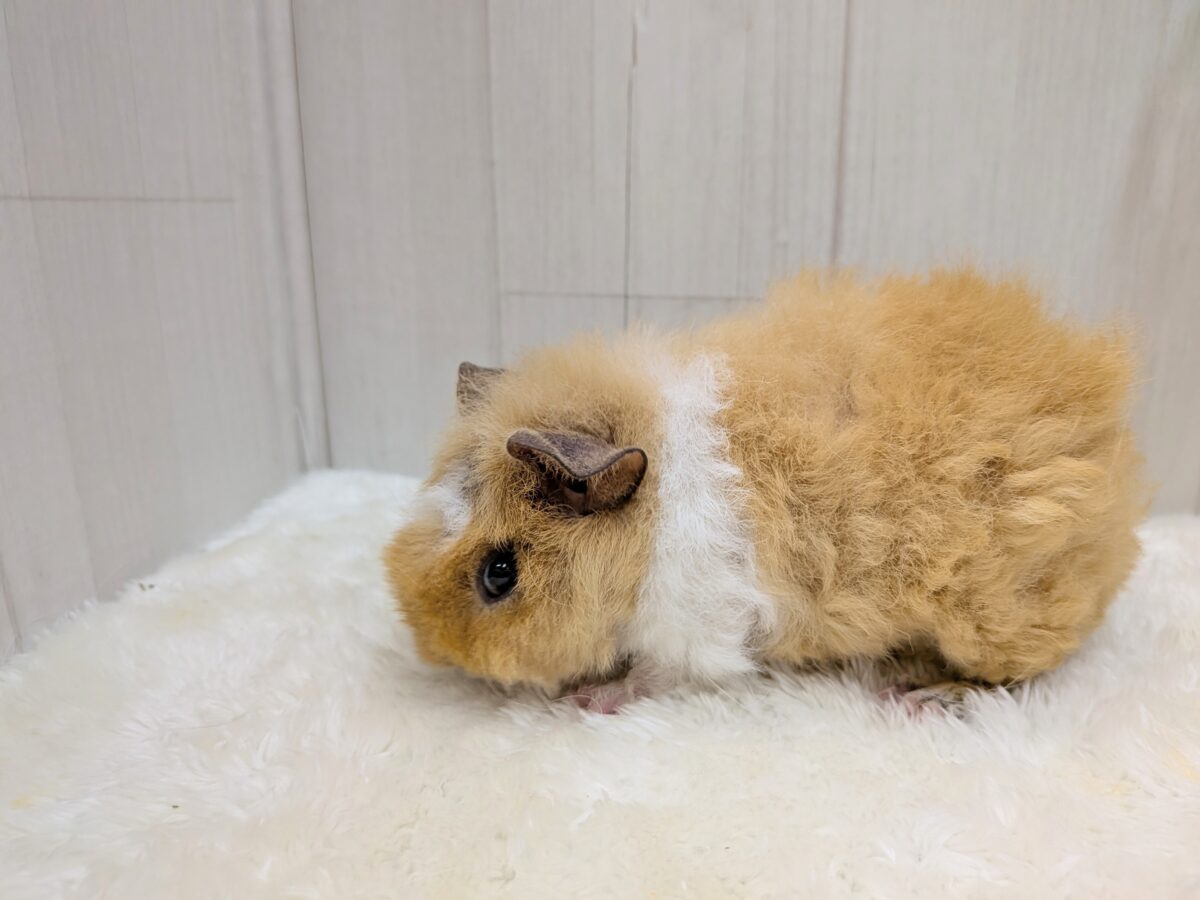 テディモルモット