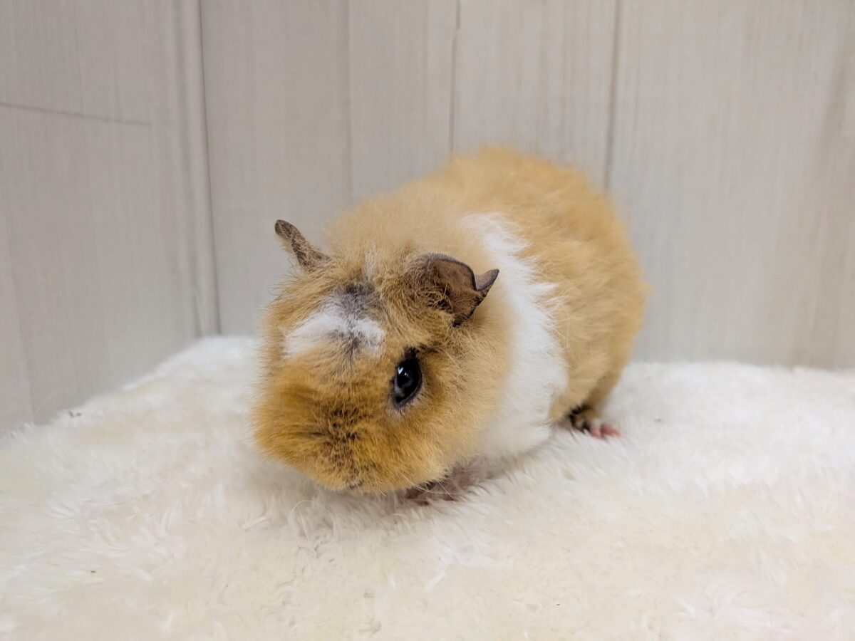 テディモルモット
