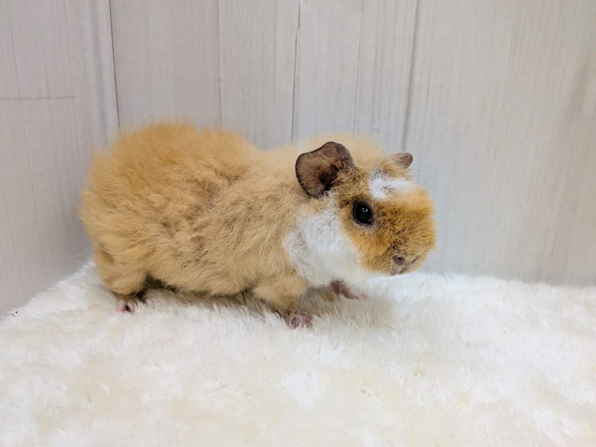 テディモルモット
