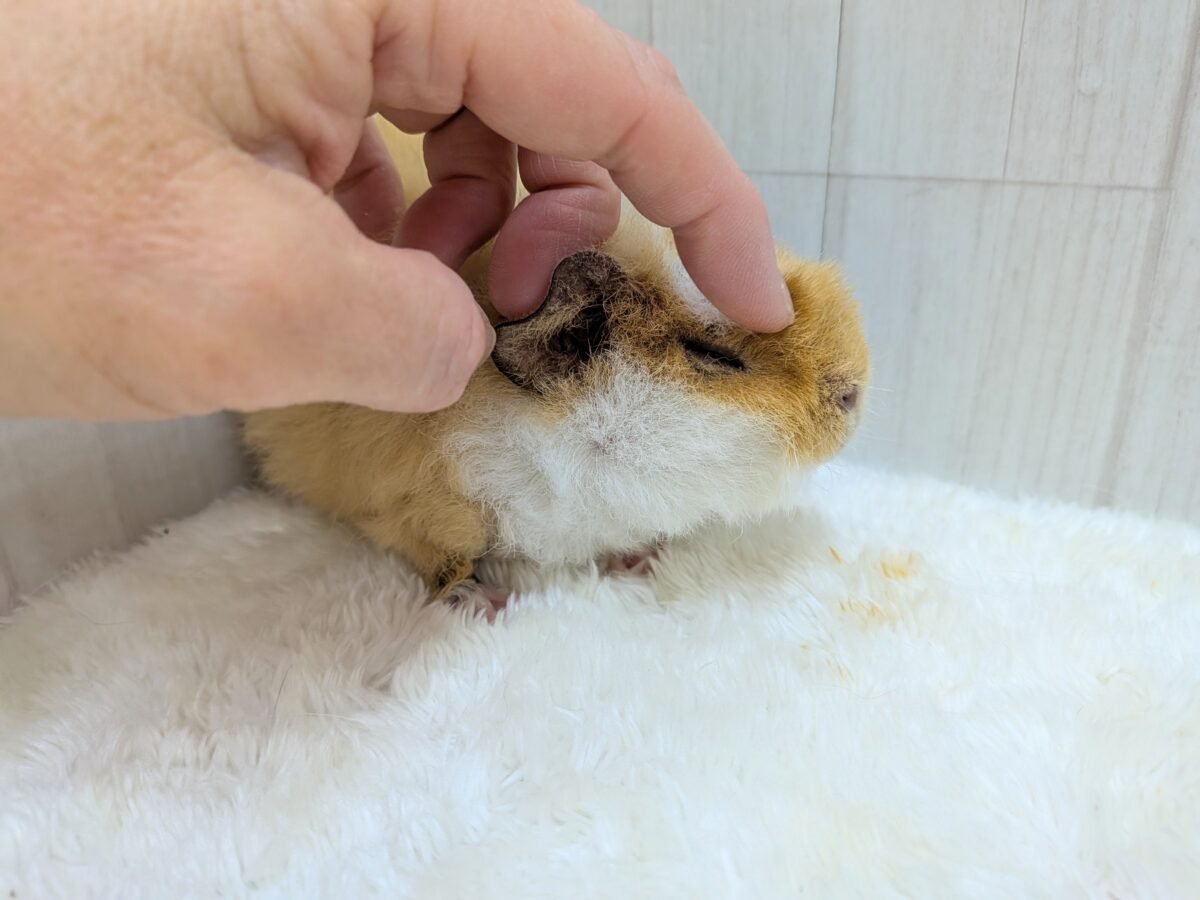 テディモルモット